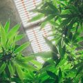 National Partitions 155007 Room for Cannabis blogbanner1