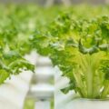 Exploring Indoor Farming and the Science Behind It