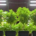 National Partitions 262812 Cleanliness Cannabis Grow Blogbanner1